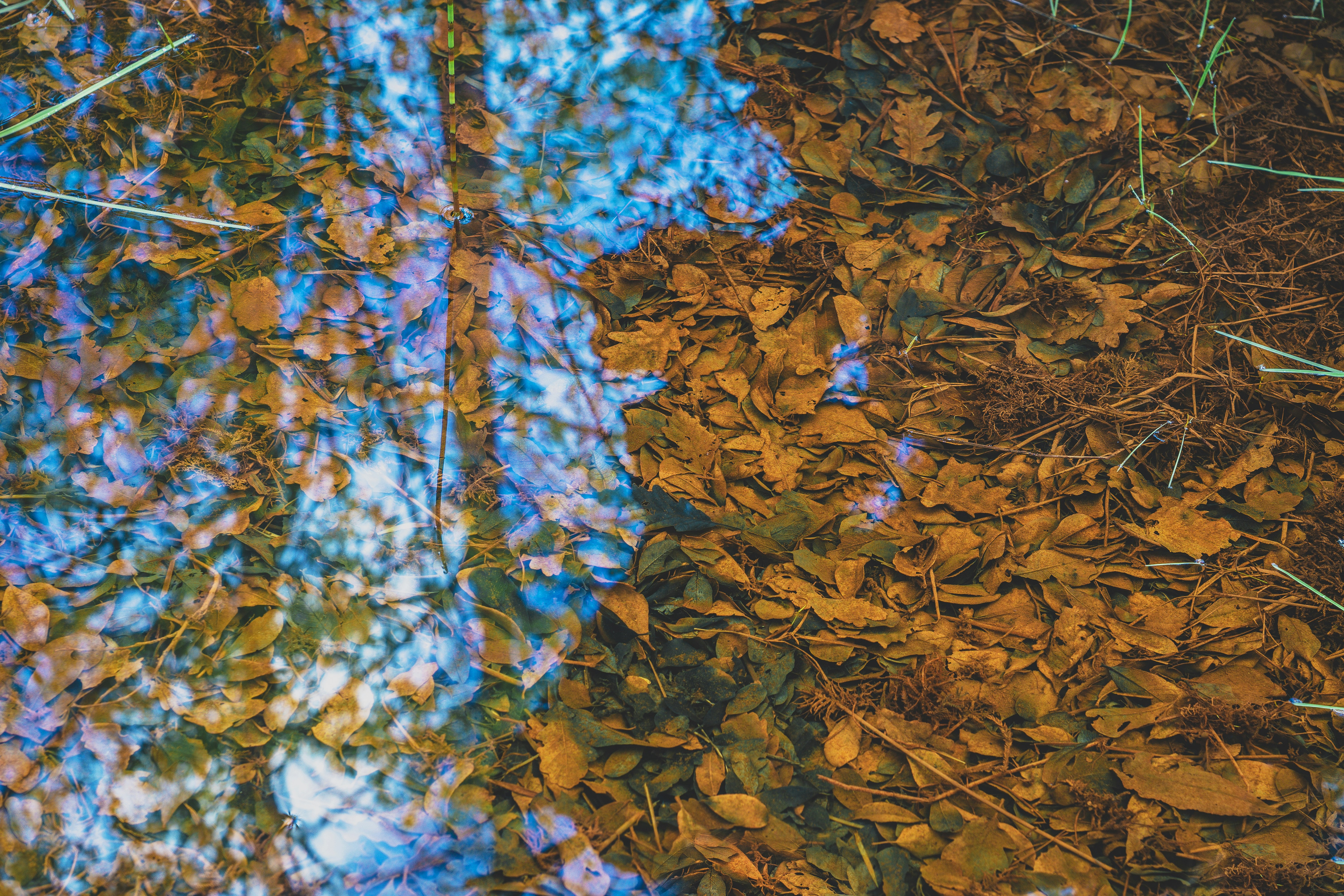 brown leaves on ground during daytime